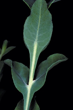 APII jpeg image of Eucalyptus rhomboidea  © contact APII