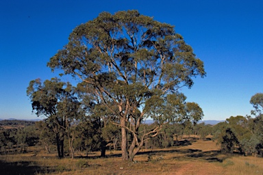 APII jpeg image of Eucalyptus goniocalyx subsp. goniocalyx  © contact APII