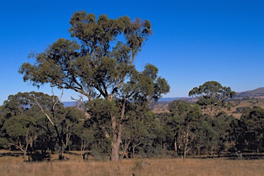 APII jpeg image of Eucalyptus goniocalyx subsp. goniocalyx  © contact APII