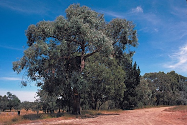 APII jpeg image of Eucalyptus cephalocarpa  © contact APII