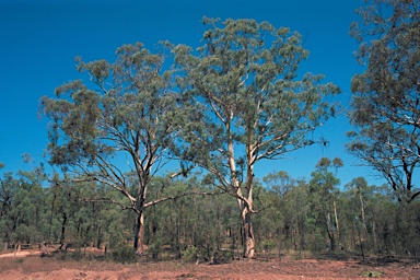 APII jpeg image of Eucalyptus dawsonsii  © contact APII