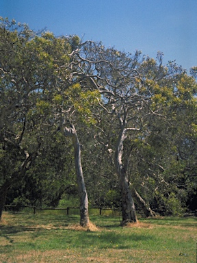 APII jpeg image of Eucalyptus leucoxylon subsp. megalocarpa  © contact APII