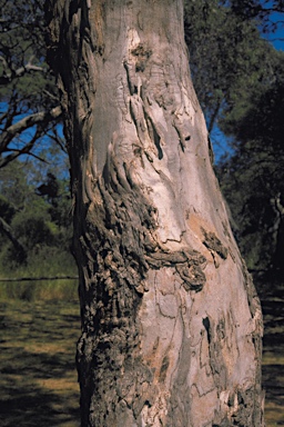 APII jpeg image of Eucalyptus leucoxylon subsp. megalocarpa  © contact APII