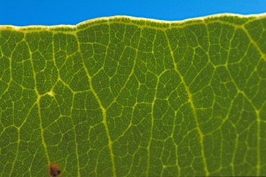 APII jpeg image of Corymbia abbreviata  © contact APII