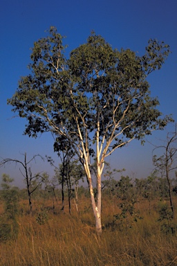 APII jpeg image of Eucalyptus alba var. australasica  © contact APII