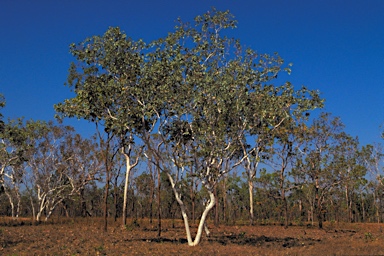 APII jpeg image of Eucalyptus apodophylla  © contact APII