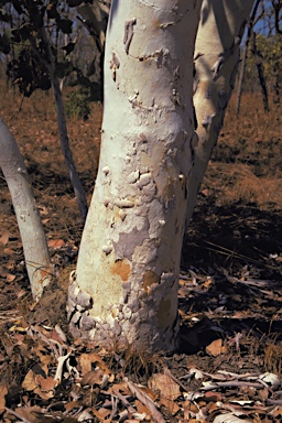 APII jpeg image of Eucalyptus apodophylla  © contact APII