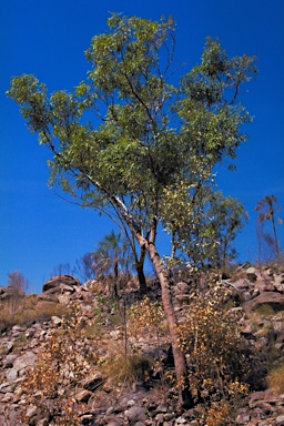 APII jpeg image of Corymbia arnhemensis  © contact APII