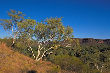 APII jpeg image of Eucalyptus brevifolia  © contact APII