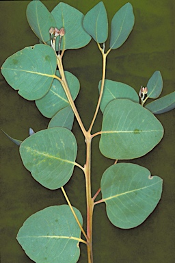 APII jpeg image of Eucalyptus brevifolia  © contact APII