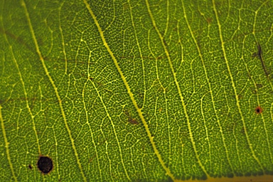 APII jpeg image of Corymbia chartacea  © contact APII