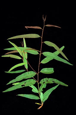 APII jpeg image of Eucalyptus chlorophylla  © contact APII