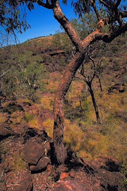 APII jpeg image of Corymbia cliftoniana  © contact APII