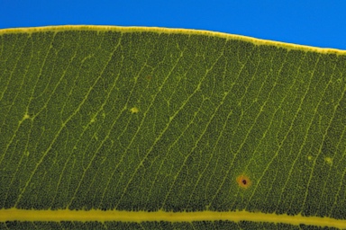 APII jpeg image of Corymbia cliftoniana  © contact APII