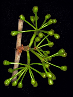 APII jpeg image of Corymbia confertiflora  © contact APII