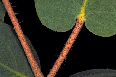 APII jpeg image of Corymbia deserticola subsp. deserticola  © contact APII