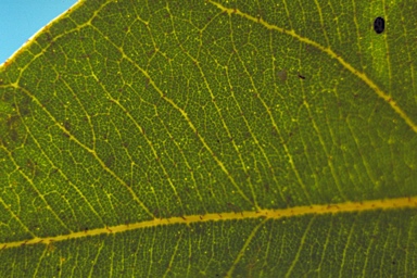 APII jpeg image of Corymbia deserticola subsp. mesogeotica  © contact APII