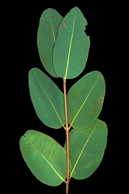 APII jpeg image of Corymbia dichromophloia  © contact APII