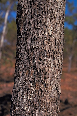 APII jpeg image of Eucalyptus distans  © contact APII