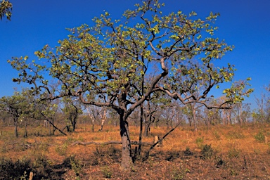 APII jpeg image of Corymbia dunlopiana  © contact APII