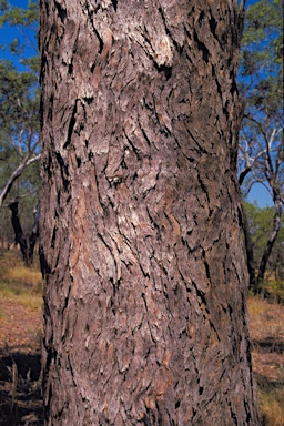 APII jpeg image of Corymbia ferruginea  © contact APII