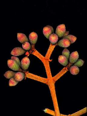 APII jpeg image of Corymbia ferruginea  © contact APII