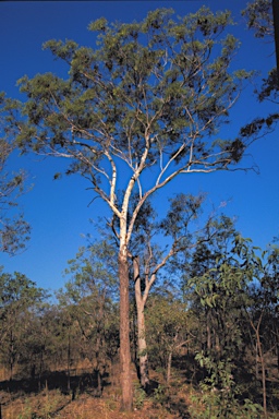 APII jpeg image of Eucalyptus gigantangion  © contact APII