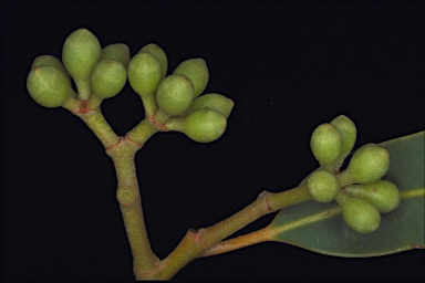 APII jpeg image of Corymbia hamersleyana  © contact APII