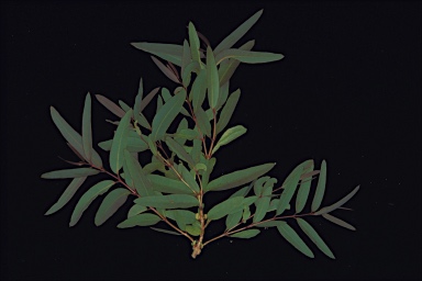 APII jpeg image of Corymbia semiclara  © contact APII