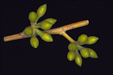 APII jpeg image of Eucalyptus herbertiana  © contact APII