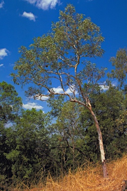 APII jpeg image of Corymbia kombolgiensis  © contact APII