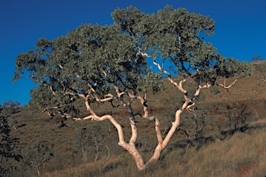 APII jpeg image of Eucalyptus leucophloia subsp. leucophloia  © contact APII