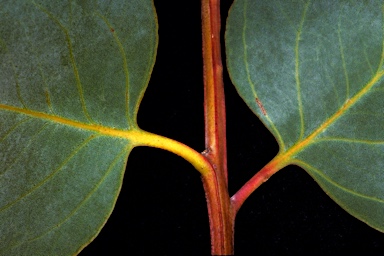 APII jpeg image of Eucalyptus leucophloia subsp. leucophloia  © contact APII