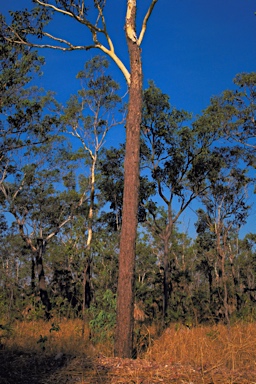 APII jpeg image of Eucalyptus miniata  © contact APII