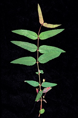 APII jpeg image of Corymbia arenaria  © contact APII