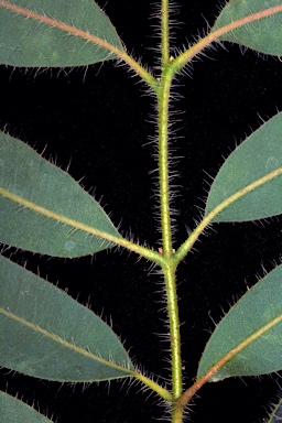 APII jpeg image of Corymbia dichromophloia  © contact APII