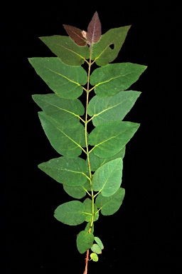 APII jpeg image of Corymbia cliftoniana  © contact APII