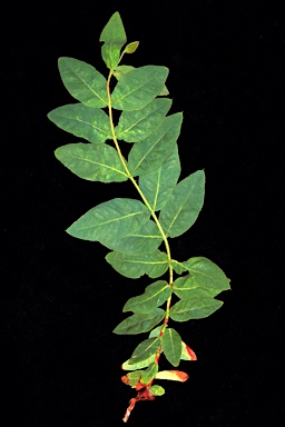 APII jpeg image of Corymbia dunlopiana  © contact APII