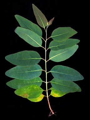 APII jpeg image of Eucalyptus gregoryensis  © contact APII
