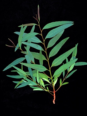 APII jpeg image of Eucalyptus normantonensis  © contact APII
