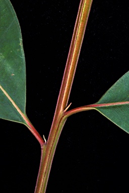 APII jpeg image of Eucalyptus camaldulensis subsp. refulgens  © contact APII