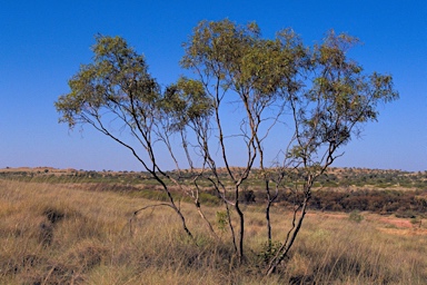 APII jpeg image of Eucalyptus odontocarpa  © contact APII