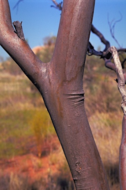 APII jpeg image of Eucalyptus odontocarpa  © contact APII