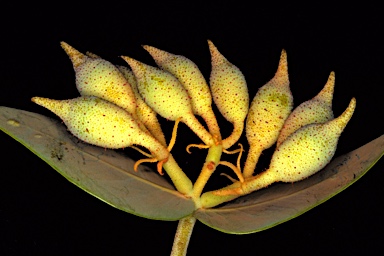 APII jpeg image of Corymbia pachycarpa  © contact APII