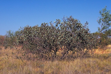 APII jpeg image of Eucalyptus pachyphylla  © contact APII