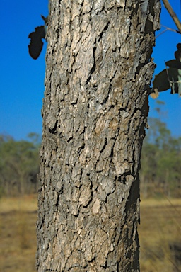 APII jpeg image of Eucalyptus pruinosa - limitaris  © contact APII