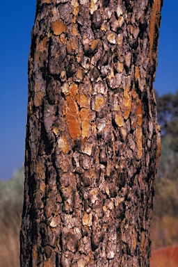 APII jpeg image of Corymbia sphaerica  © contact APII