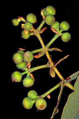 APII jpeg image of Corymbia sphaerica  © contact APII