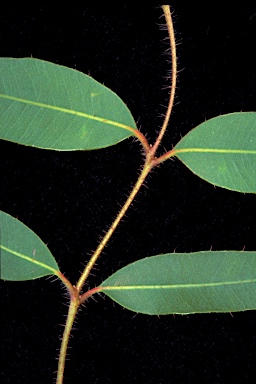 APII jpeg image of Corymbia umbonata  © contact APII