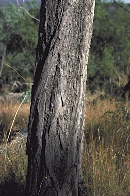 APII jpeg image of Eucalyptus staigeriana  © contact APII